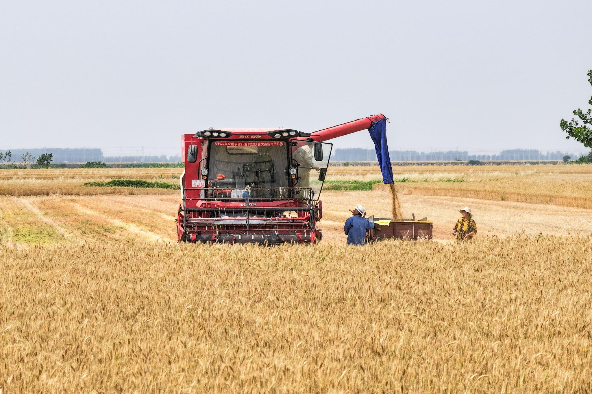 从田间到餐桌 河南出台全链条节粮减损方案