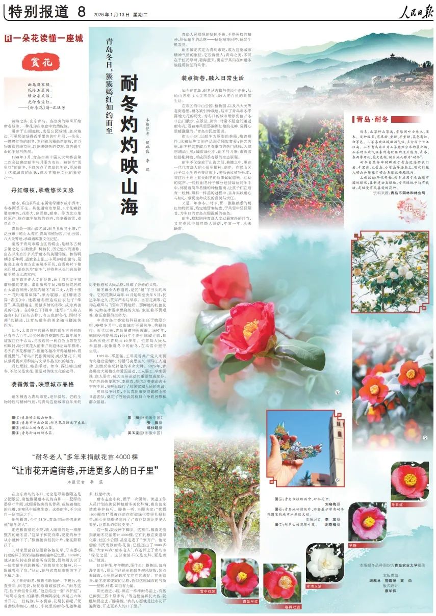 央媒看青岛 | 人民日报整版:从一朵花,看见青岛的“气质”_新浪财经_新浪网