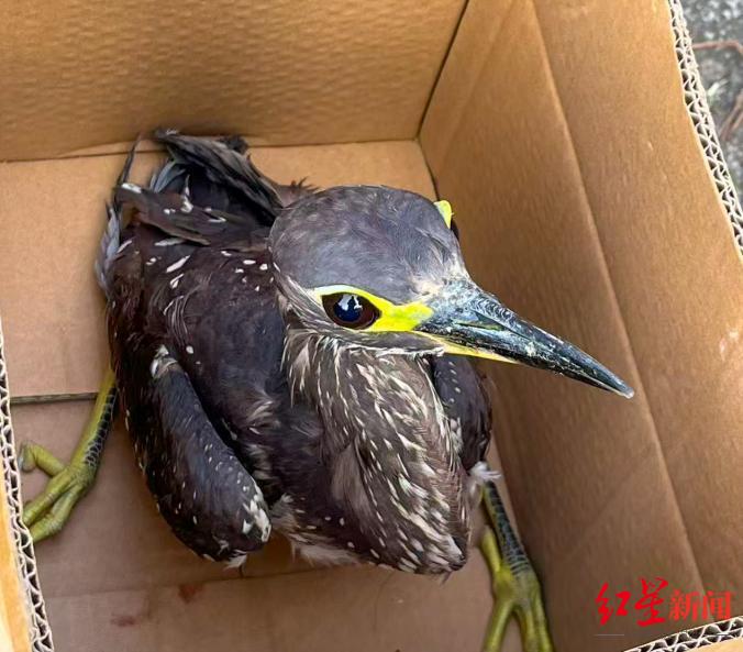 村民钓鱼发现一只受伤的鸟，竟是“世界上最神秘的鸟”，比大熊猫还稀少