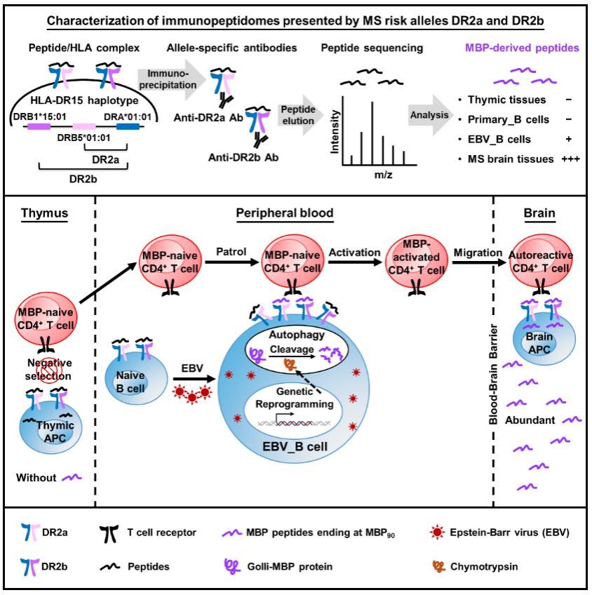 90% 成人感染过的病毒为何只对少数人致病？我国科学家揭示多发性硬化症的发病新机制