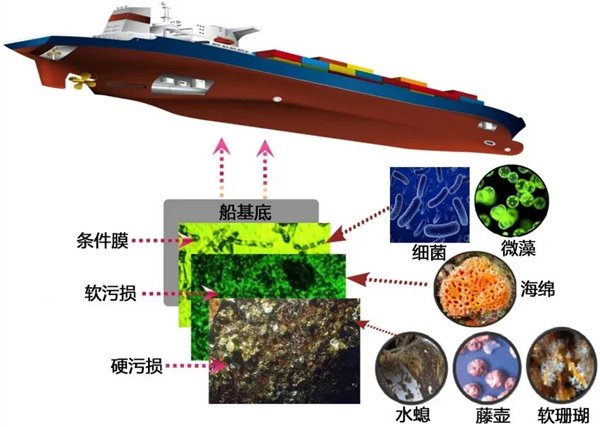 图1 海洋生物污损的发展过程