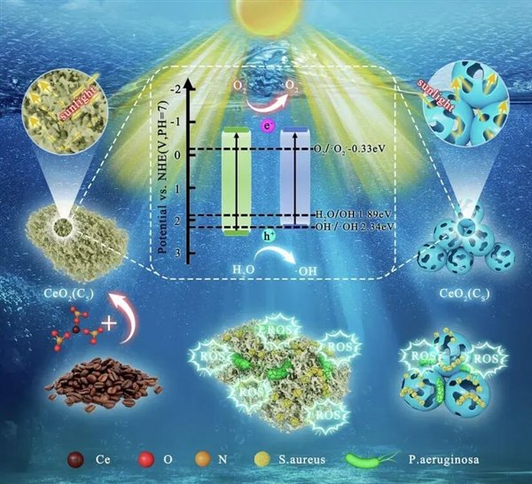 图3 咖啡渣提取物调控CeO2光催化杀菌防污活性