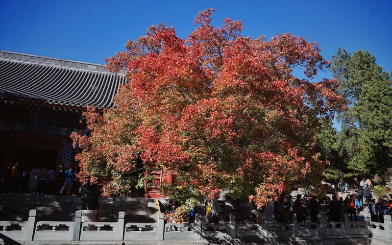 ▲北京香山公园东门的元宝枫红了。新京报记者 薛珺 摄