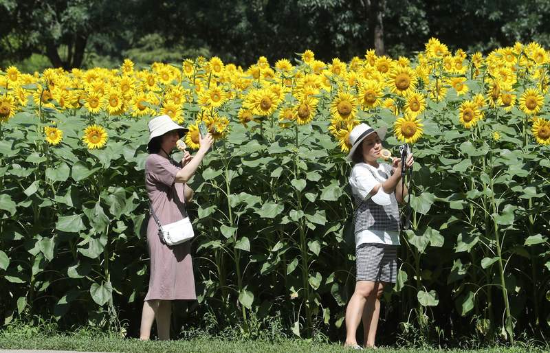 ▲北京奥林匹克森林公园，游客在向日葵花田手持向日葵雪糕，边吃边拍。新京报记者 王飞 摄