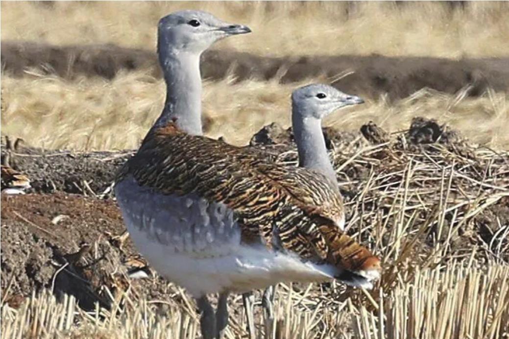 两只大鸨同时回眸。 高军 摄