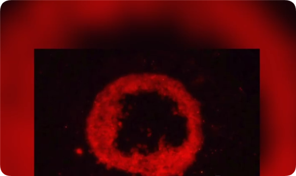 时隔不到一年！我国科学家3D打印出跳动的心脏类器官：未来可进行器官局部修复