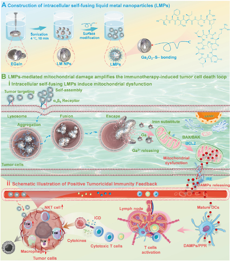 ▲ 图 1.液态金属纳米颗粒介导线粒体损伤并放大 ICD、协同 IRE 实现肿瘤疫苗式免疫治疗的总体策略