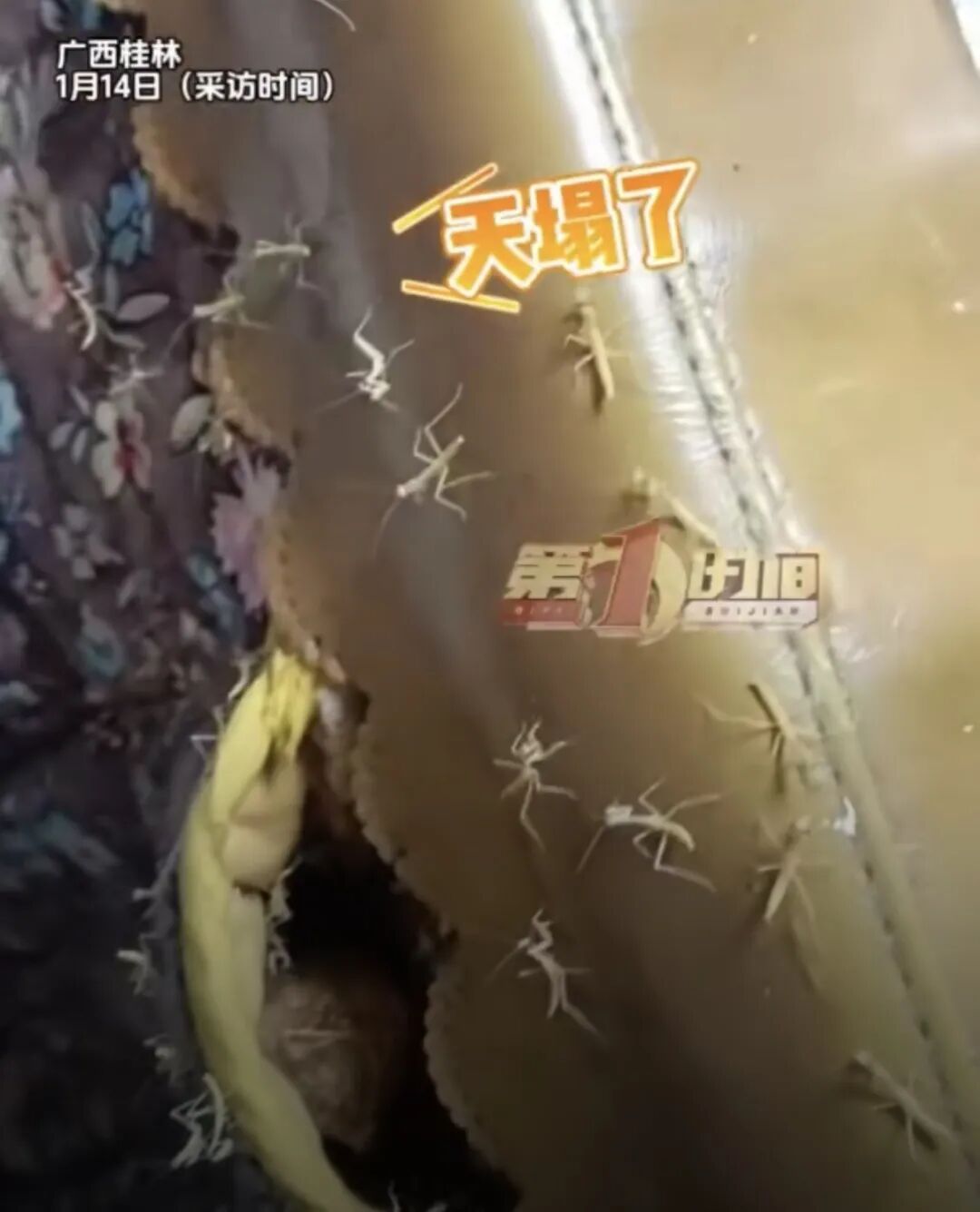 老人用螳螂壳给孩子治尿床！半个月后全家吓坏：密密麻麻……