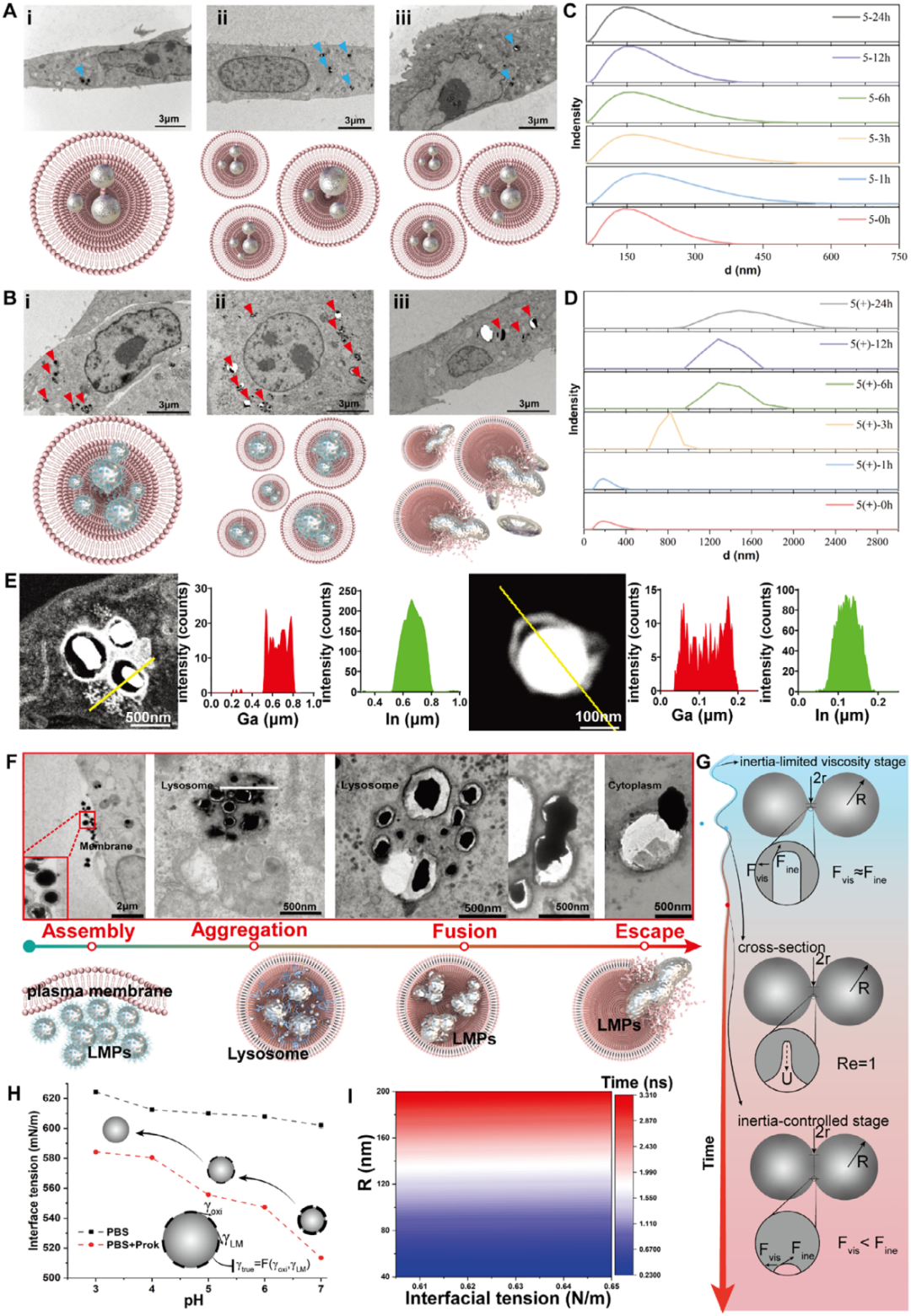 ▲ 图 3.LMPs 在溶酶体内自融合增大并部分逃逸至胞质