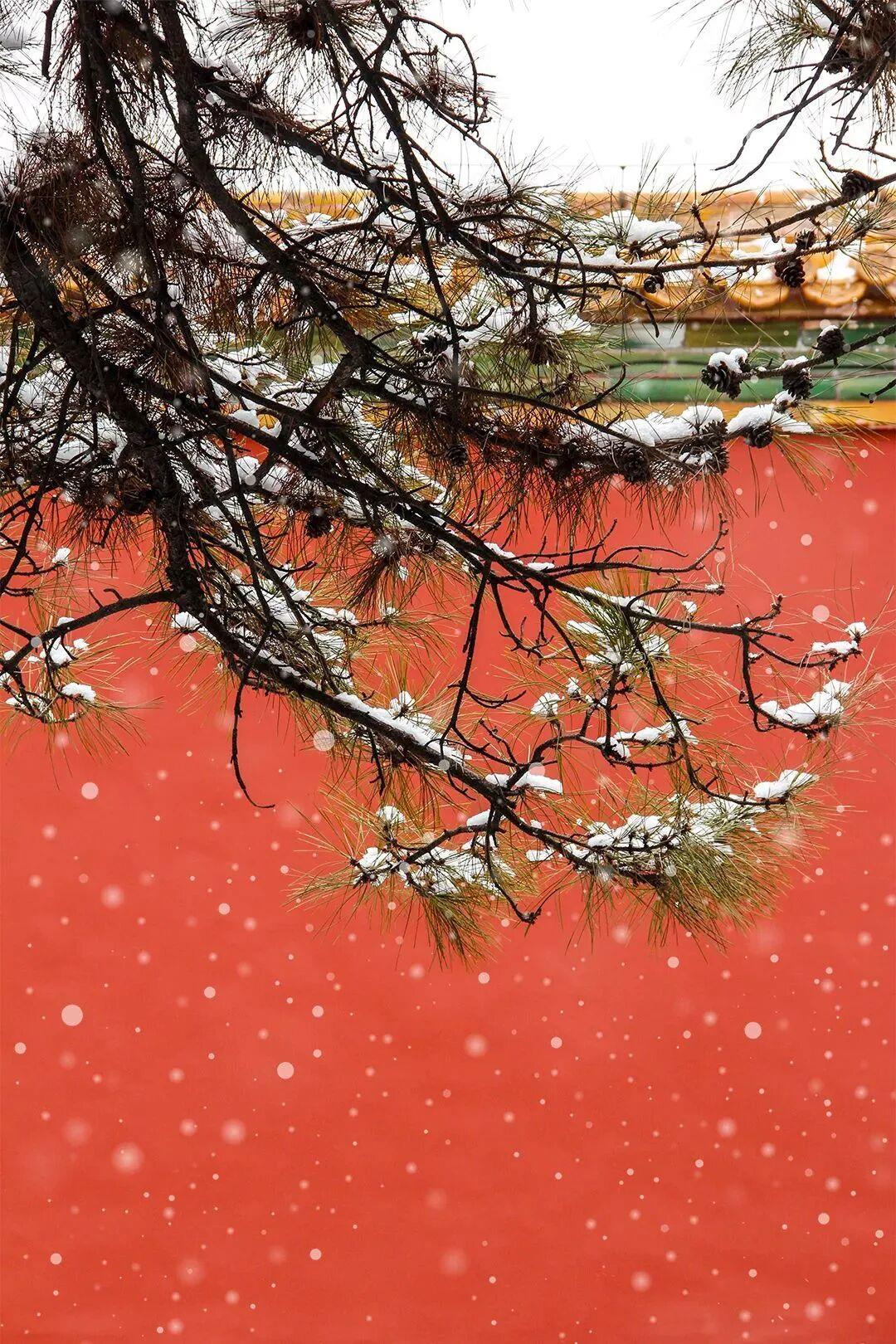 瑞雪至 故宫雪景“大片”又上新了