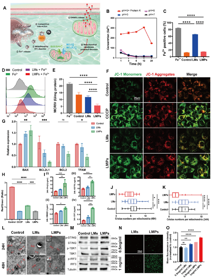 ▲ 图 4.Ga³⁺铁替代导致线粒体损伤并放大 ICD 与先天免疫信号