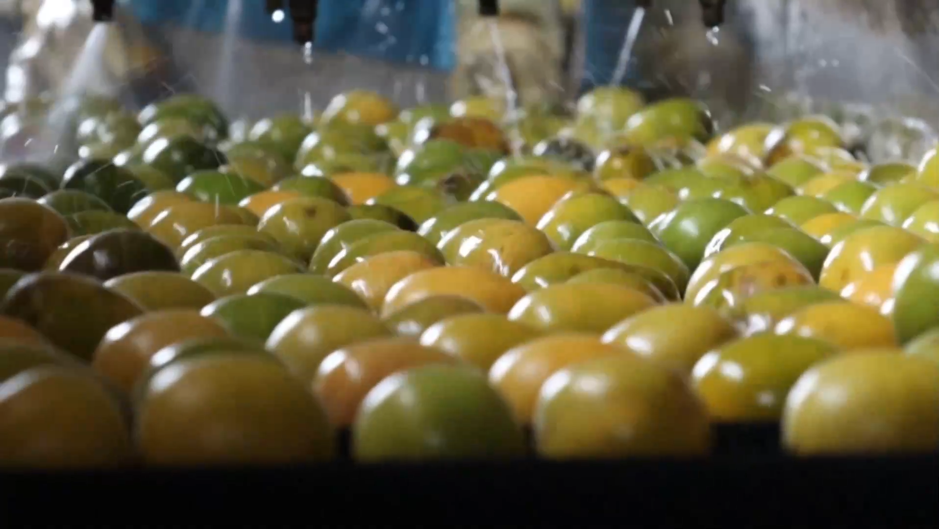 传统果品在“养生赛道”闯出“百亿身价”