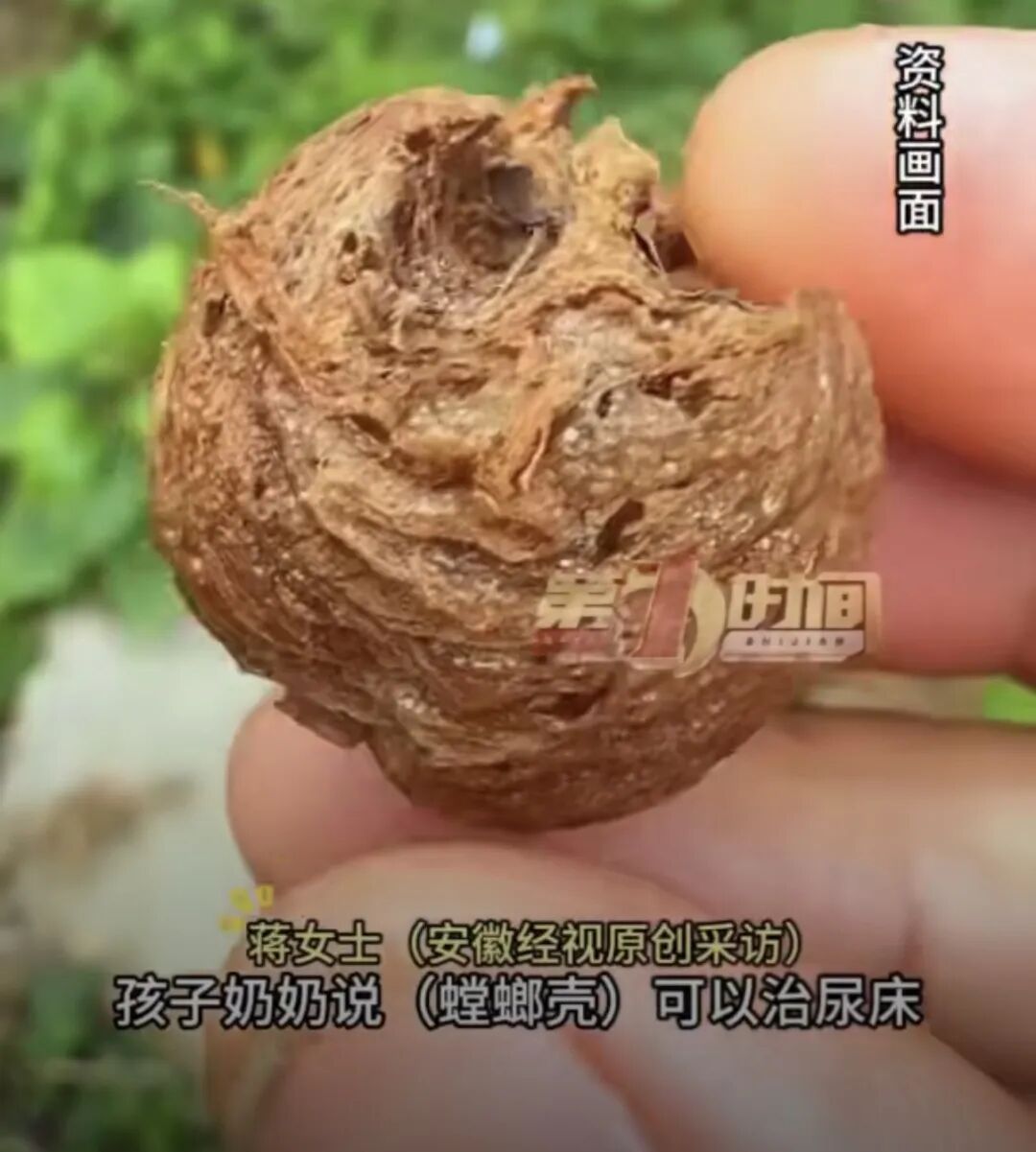 老人用螳螂壳给孩子治尿床！半个月后全家吓坏：密密麻麻……