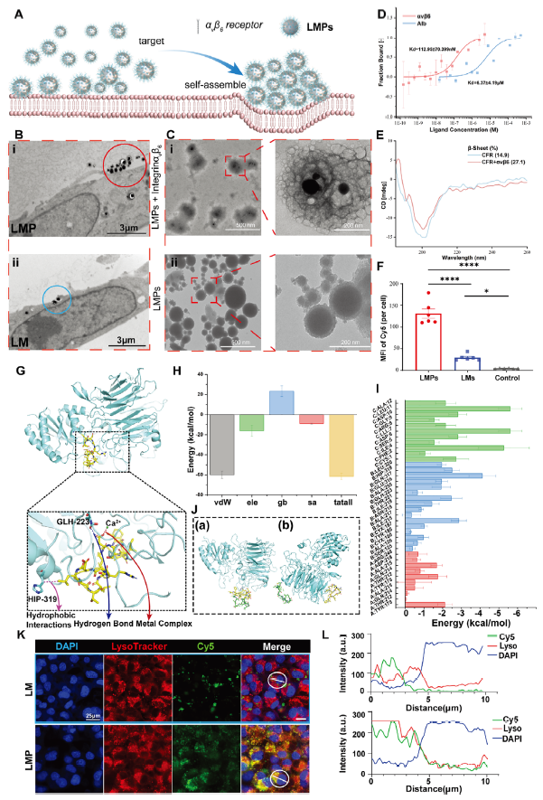 ▲ 图 2.靶向与自组装协同提升细胞摄取并定位至溶酶体