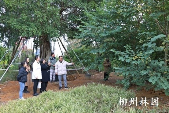 在柳州市园林科学研究所，全国人大代表杨正平（左二）、秦庆芳（左三）调研“太空洋紫荆”育种情况