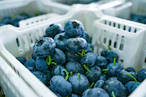 ▲蓝莓已成为热门年货之一，热销拼多多。闵杉摄