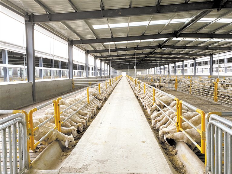 农盛牧业集中养殖小区。 唐县县委宣传部供图