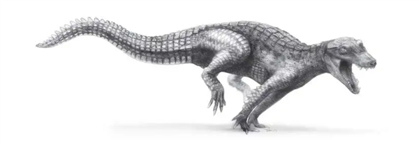 △ 追逐捕猎的鳄鱼——阿拉利坡鳄