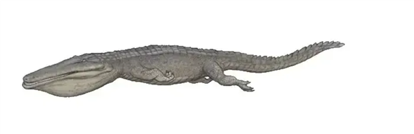 △ 滤食鳄鱼——莫拉氏鳄