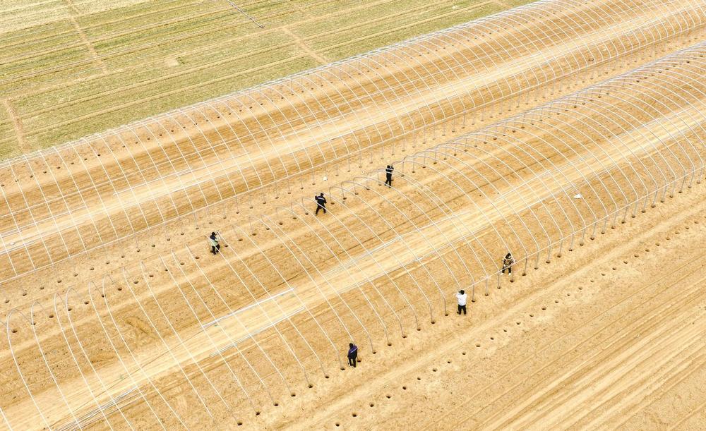 右图为1月19日，肥乡区西吕营镇申营村的农民在田间新建大棚（无人机照片）。 本报记者 郝群英 摄