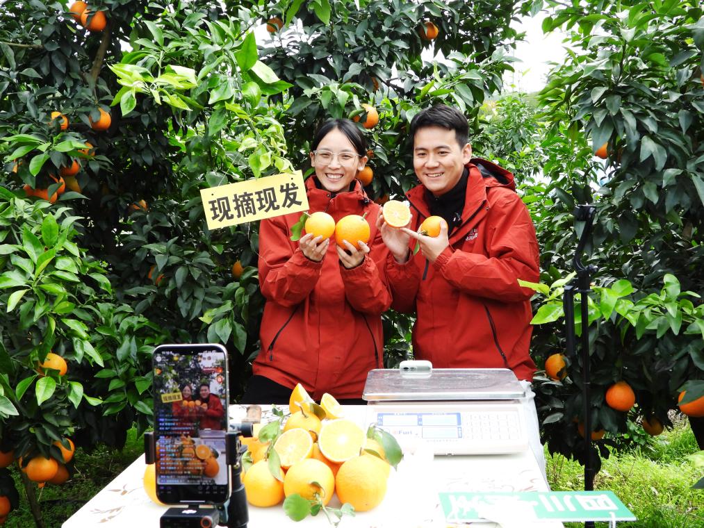 在四川省达州市渠县合力镇石燕村柑桔种植基地，工作人员通过直播销售脐橙（2025年11月18日摄）。新华社发（邓良奎摄）