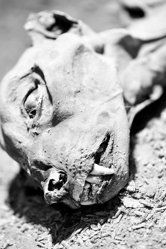 图片来源：沙特阿拉伯国家野生动物中心