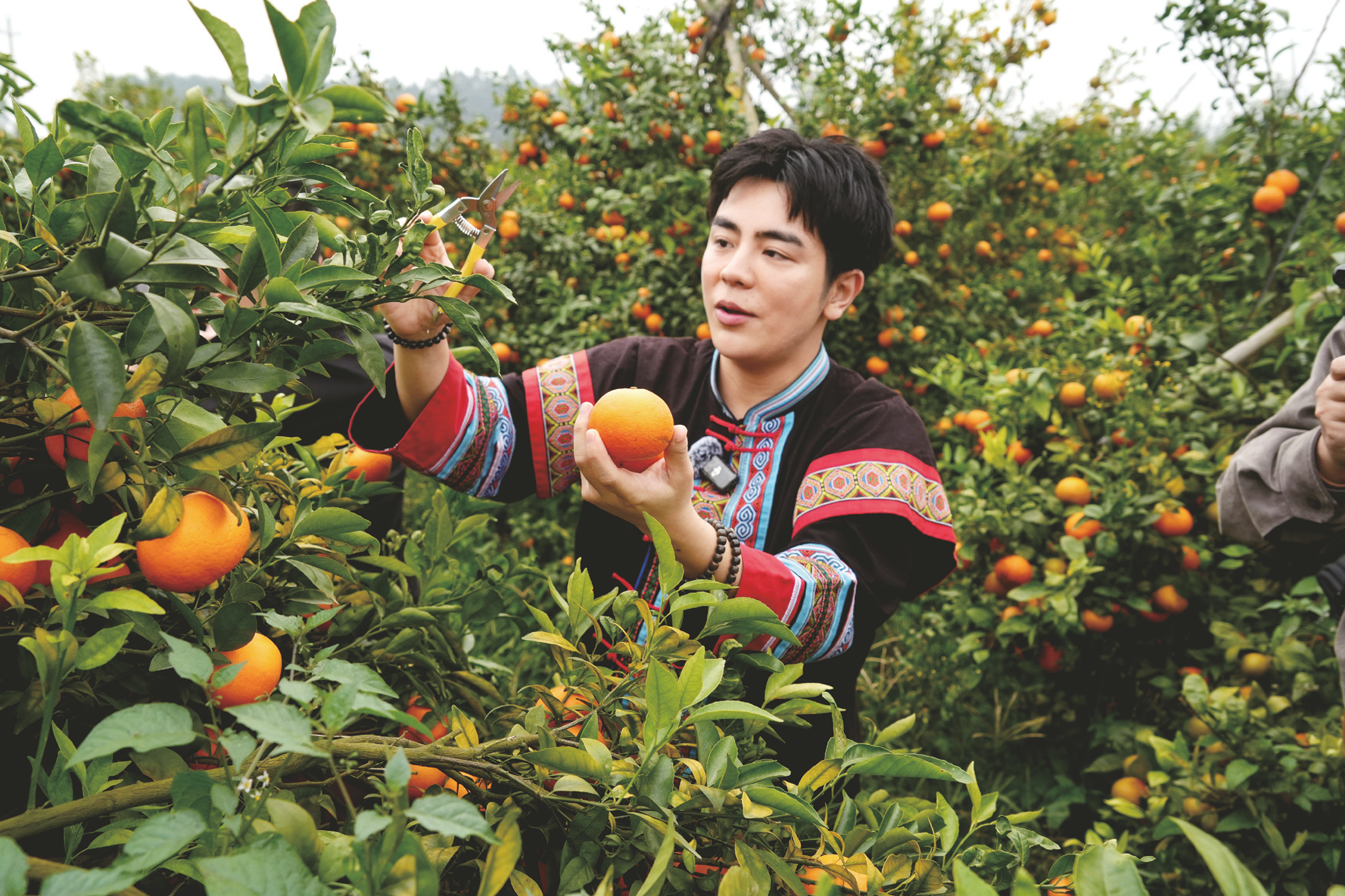     梁油儿体验摘沃柑。本报记者宋延康 摄