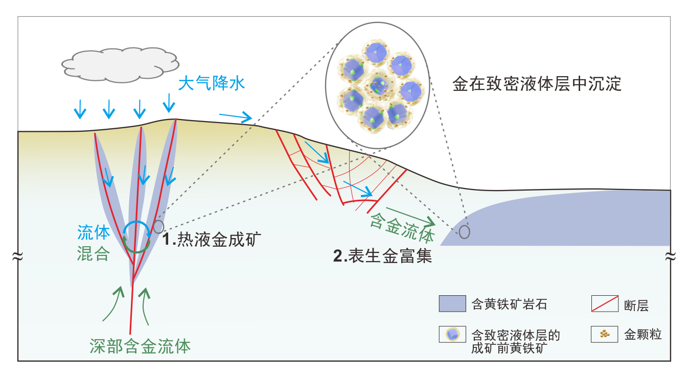 △ 热液成矿与表生富集过程中致密液体层内金富集的示意图