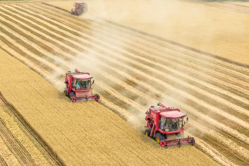  2025年6月9日，河南省三门峡灵宝市西阎乡东古驿村村民在抢收小麦（无人机照片）。新华社发（杜杰摄）