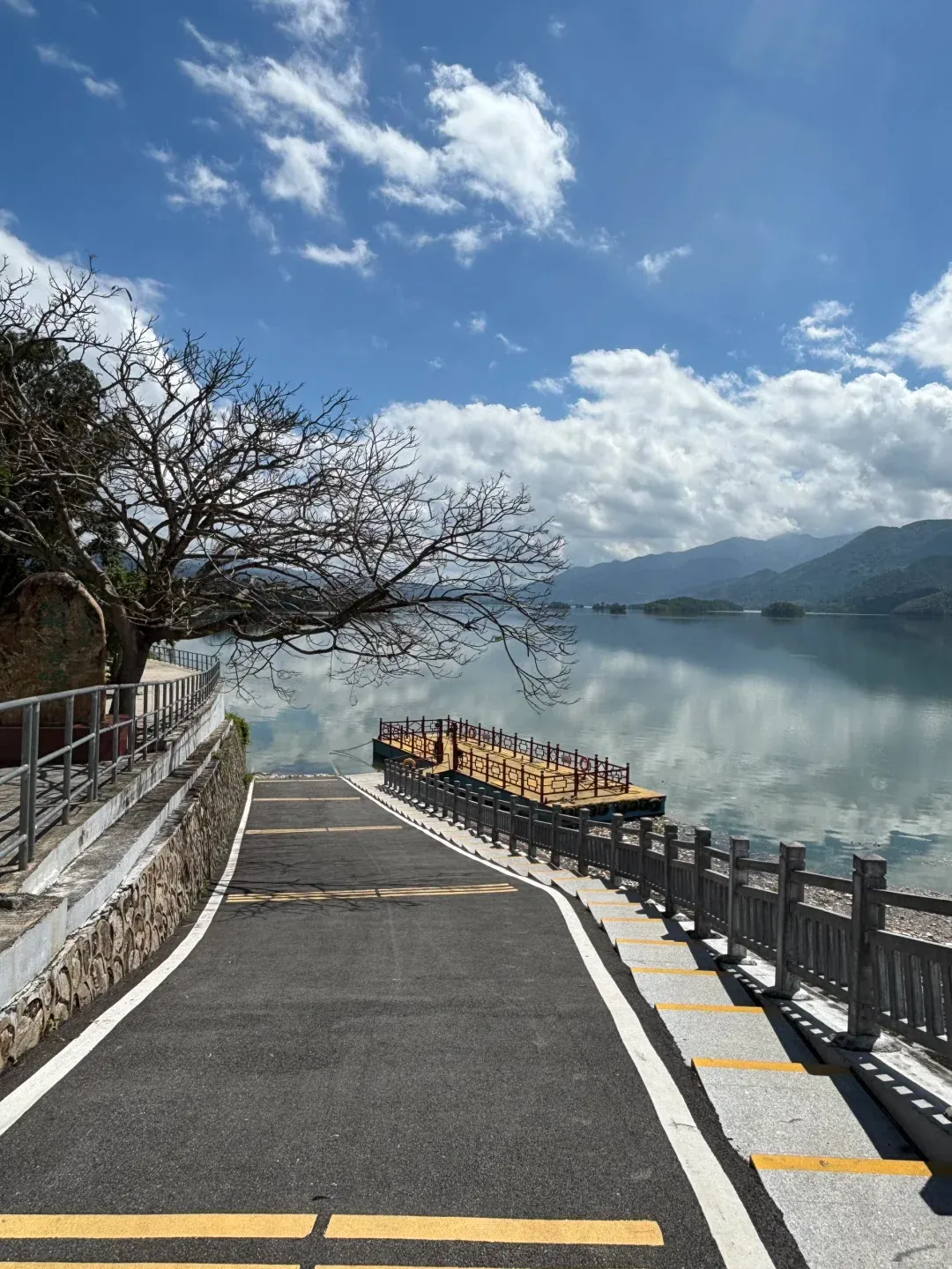 茂名版“洱海网红树”。受访者供图 