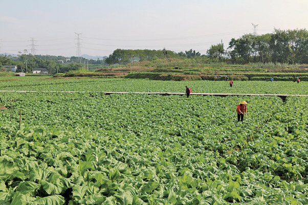 璧山儿菜田间管理　 璧山区知识产权局 供图