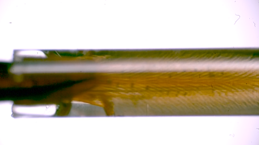 熊蜂采集人工花蜜的显微高速摄影视频截图。