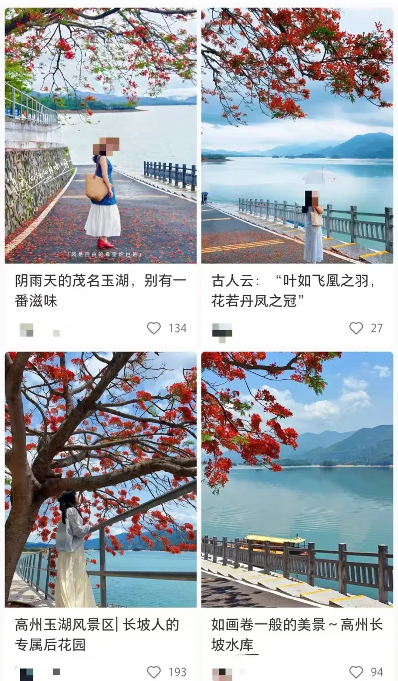 水库边的网红树吸引游客打卡。网络图 