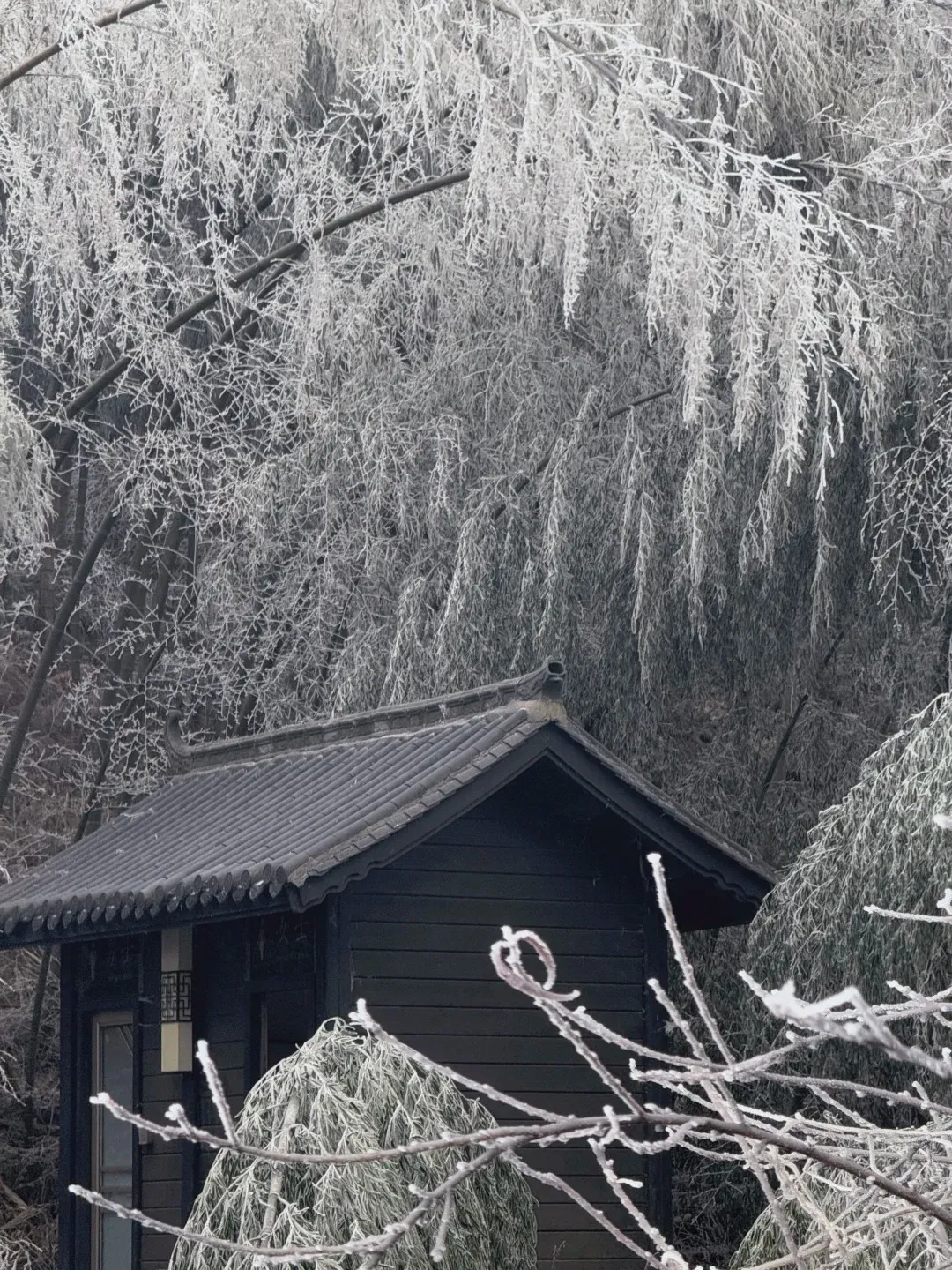 1月21日，云冰山雪景实拍，图源网友