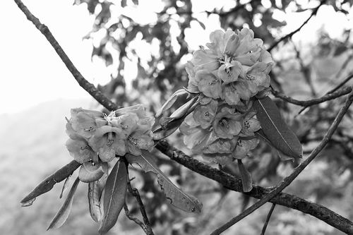 版纳植物园供图