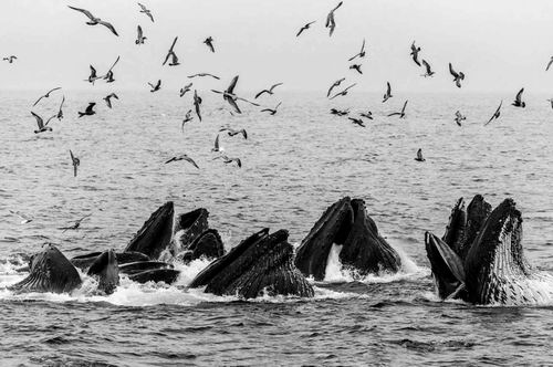 图片来源：Jenn Dickie