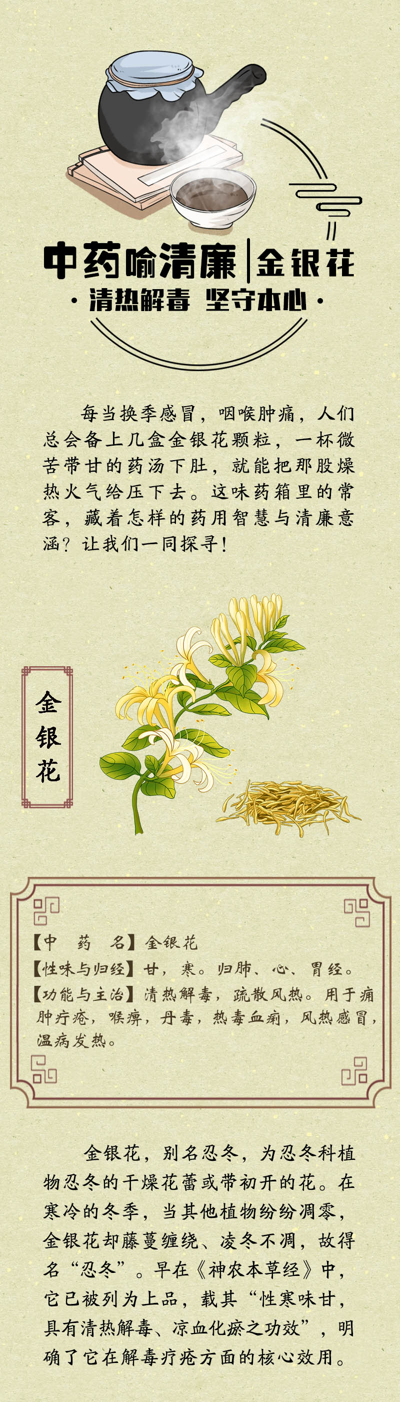 中药喻清廉丨金银花：清热解毒 坚守本心