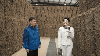 在陈艾仓储车间，凉山高原艾王生物科技有限公司生产技术总监张浦和主持人互动
