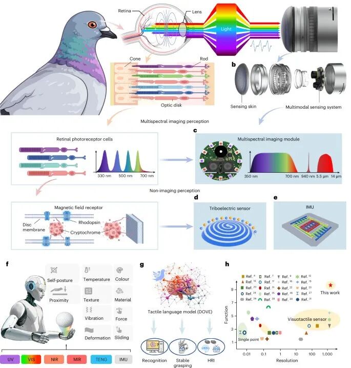 图 2 仿生学设计：受鸽眼启发的高分辨率多模态触觉传感器