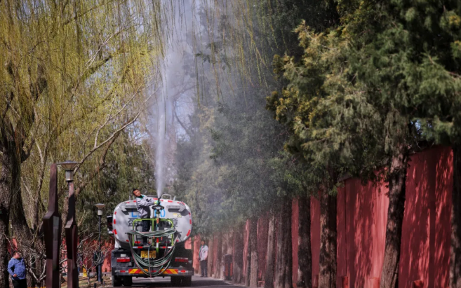 ▲2025年3月19日，北京红领巾公园，工作人员对路侧的圆柏洒水喷淋，以减少花粉飘散量。新京报记者 薛珺 摄