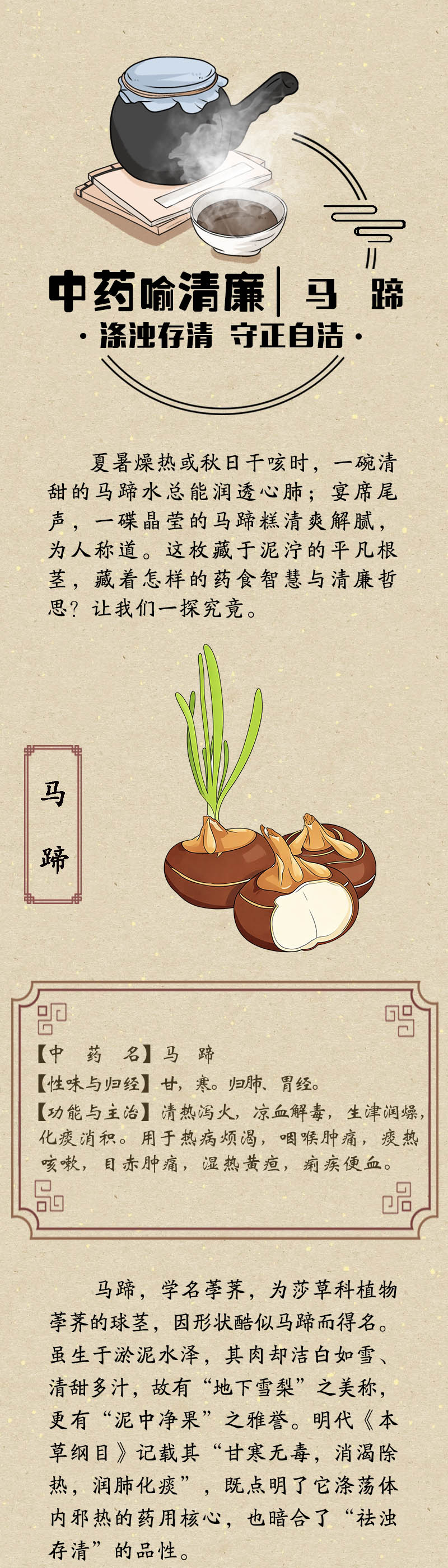 中药喻清廉丨马蹄：涤浊存清 守正自洁