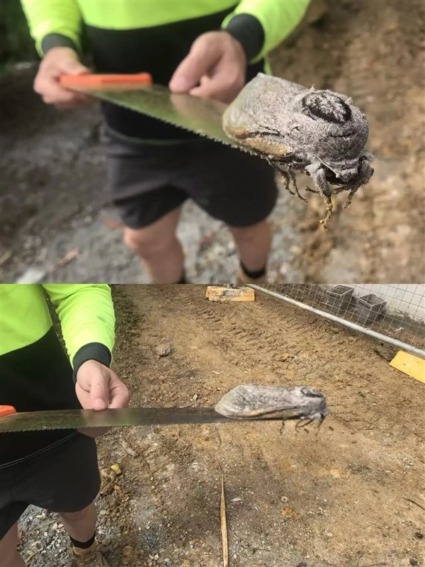 责任编辑：落木