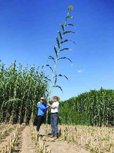 遗传发育所供图