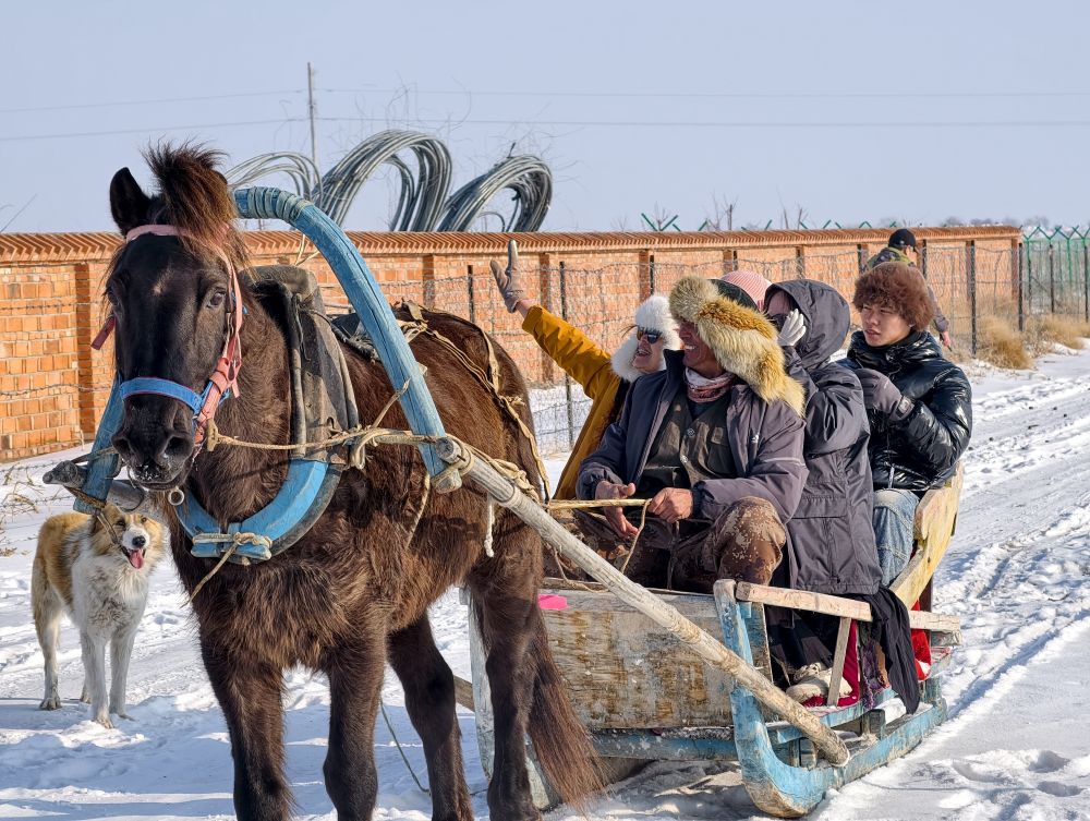 　　1月29日，台湾青年在北屯雪原上体验马拉爬犁。新华社记者 贺小童 摄