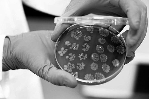 移植粪便治疗癌症