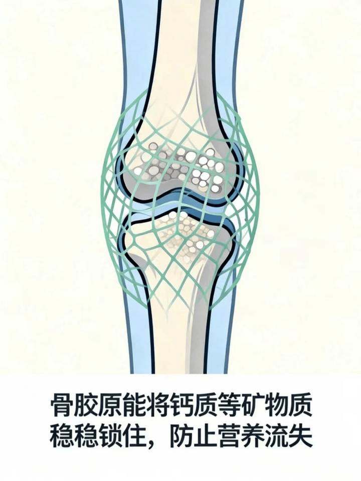两会聚焦骨质疏松“三低”，钙与骨胶原双补是核心|骨质疏松症|骨密度|骨骼|骨折|微结构_手机新浪网