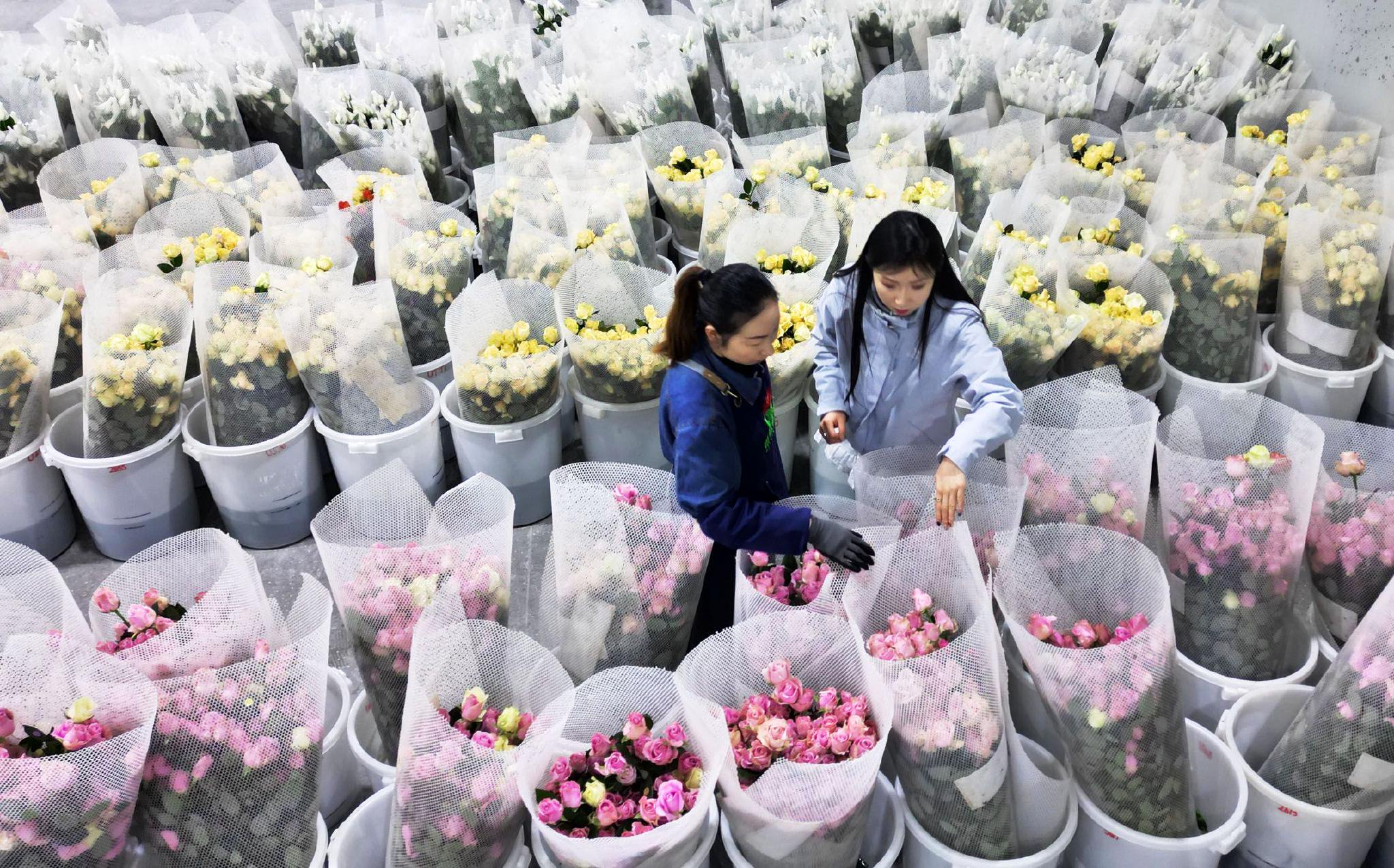 2月1日，在甘肃省临夏市枹罕镇的亿农国际鲜花港保鲜冷藏室内，工人在整理鲜花，供应节日市场。新华社发（史有东　摄）