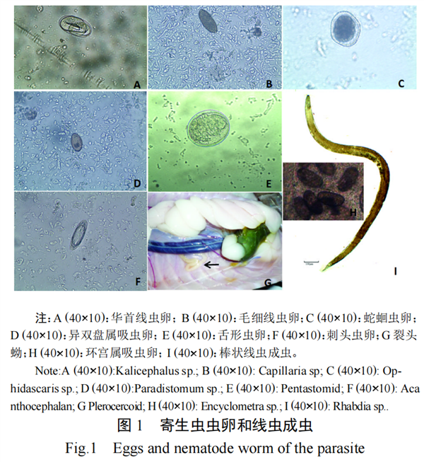 图源：参考文献[4]