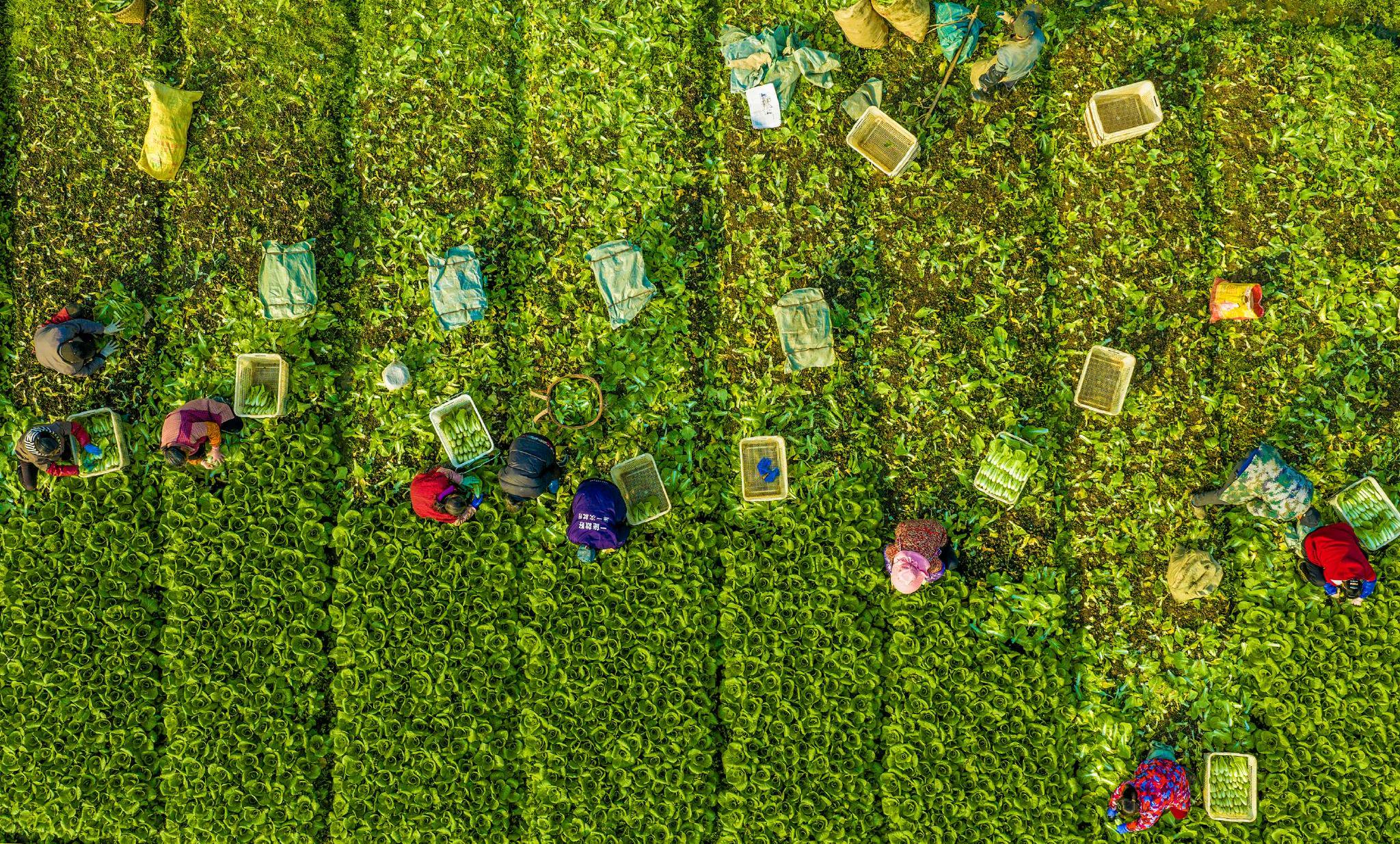 镜头丨冬藏万物，春启芳华