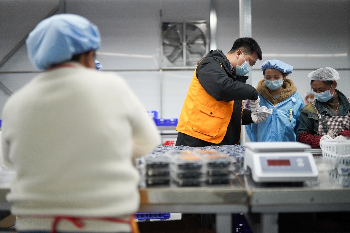 小象超市品控员驻扎到源头，为基地工人培训品控标准。丁刚　摄